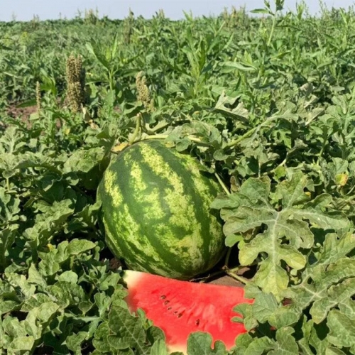 Арбуз НУН 21613 F1 | NUN 21613 F1 Nunhems