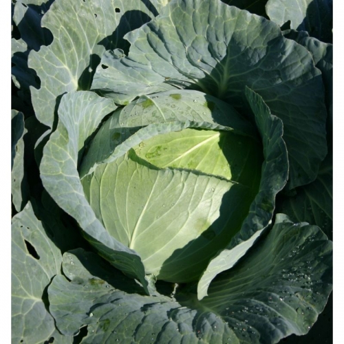 Семена капусты белокочанной Креатор F1 | Creator F1 Syngenta