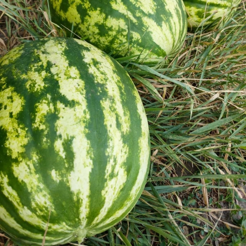 Арбуз Тейтум F1 (INX 1805 F1) Innova Seeds