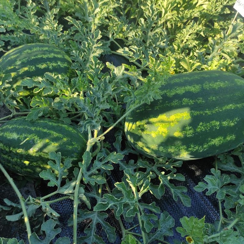 Арбуз Монро F1 (INX 1723 F1) Innova Seeds