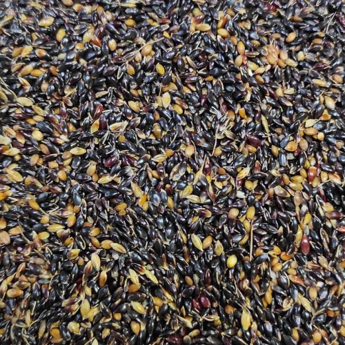 Суданка 1КГ