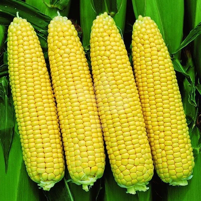 Кукуруза Канзас F1 Libra Seeds