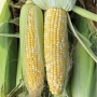 Кукурудза Прерія F1 Libra Seeds