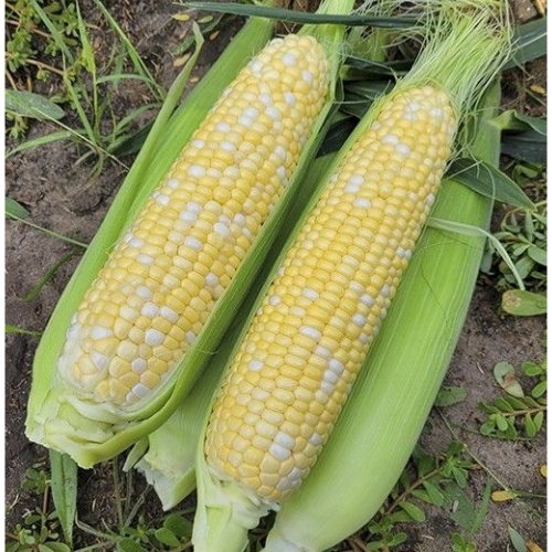 Кукурудза Пантеон F1 Libra Seeds Кукурудза Пантеон F1 Libra Seeds