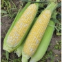 Кукурудза Пантеон F1 Libra Seeds