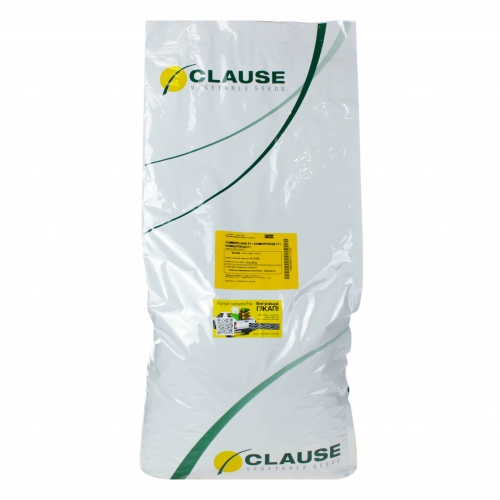 Кукуруза КАМБЕРЛЕНД F1 | KAMBERLEND F1 F1 Clause Кукуруза КАМБЕРЛЕНД F1 | KAMBERLEND F1 F1 Clause