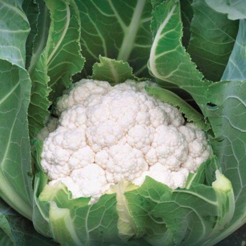 Капуста Цветная Кларина F1 Сингента | Klaryna F1 Syngenta