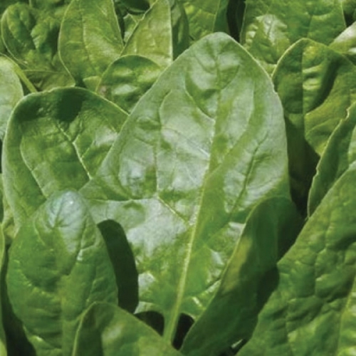 Шпинат КЛИППЕР F1Sakata