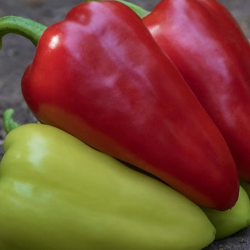 Перец КАНТАТТА F1 | KANTATTA F1 Enza Zaden