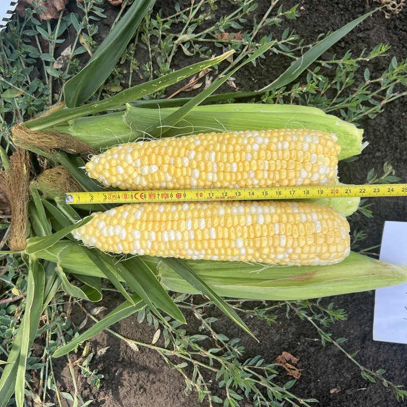 Кукуруза сладкая Кейт F1 | Kate F1 Clause