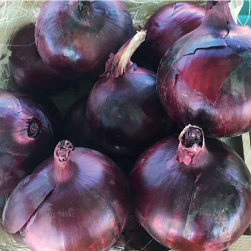 Цибуля Таннат F1 | Tannat F1 Enza zaden Цибуля Таннат F1 | Tannat F1 Enza zaden