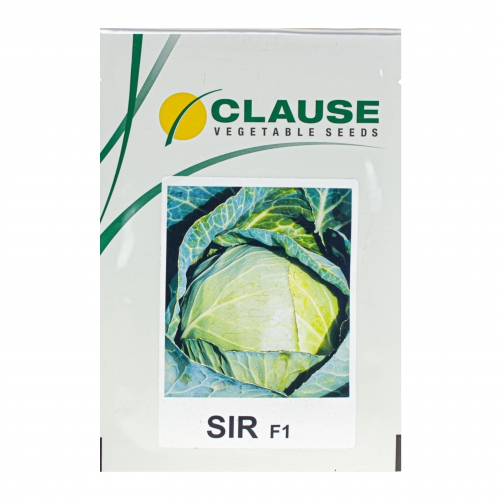 Капуста белокочанная СИР F1 | SIR F1 Clause