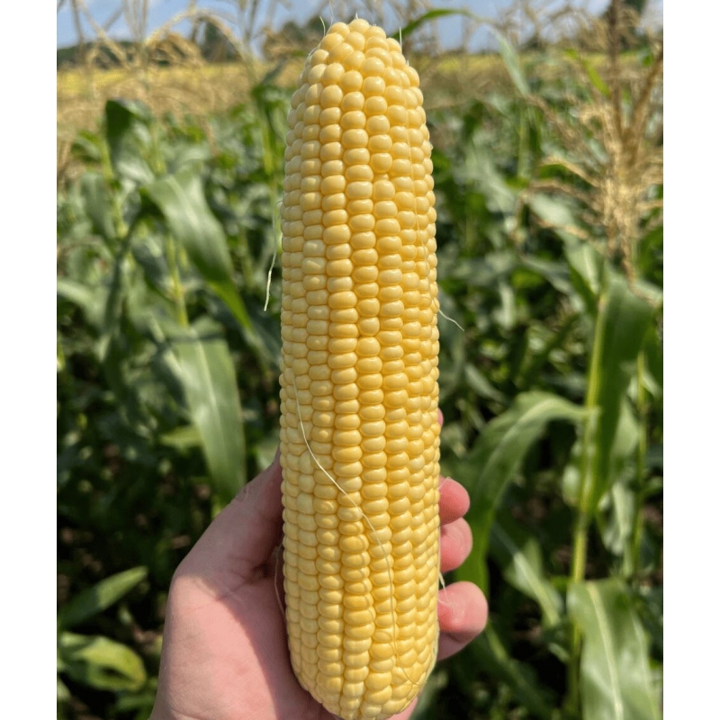 Кукуруза суперсладкая Камук F1 | Kamuk F1 Clause