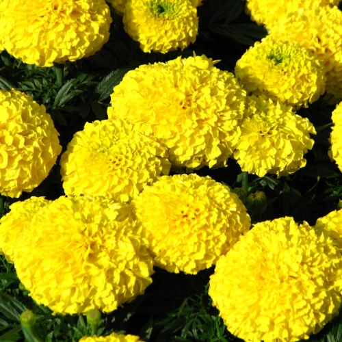 Бархатцы Тайшан F1 лимонные | Taishan F1 yellow Pan American
