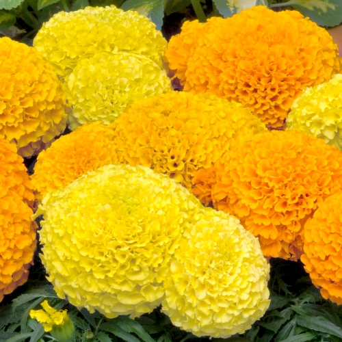 Чорнобривці Тайшан F1 мікс | Taishan F1 mix Pan American