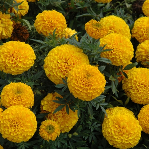 Чорнобривці Тайшан F1 золотисті | Taishan F1 Gold Pan American