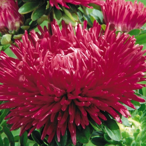 Астра Гала Бургунди | Gala Burgundy Benary