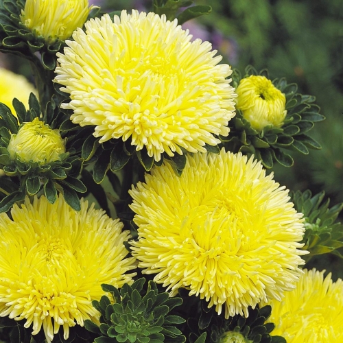 Астра Гала Желтая | Gala Yellow Benary