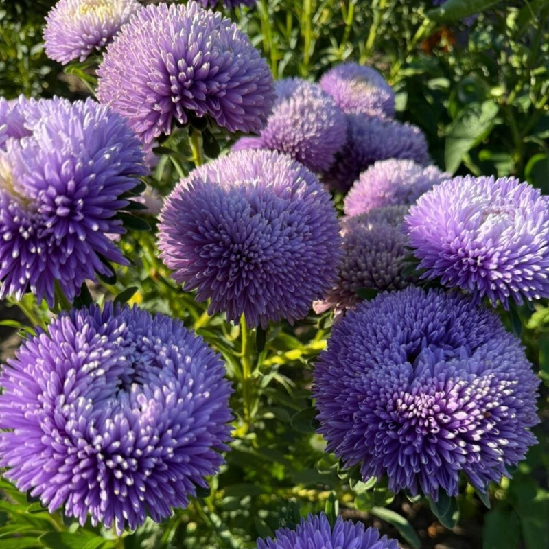 Астра Гала Лавандова | Gala Lavender Benary