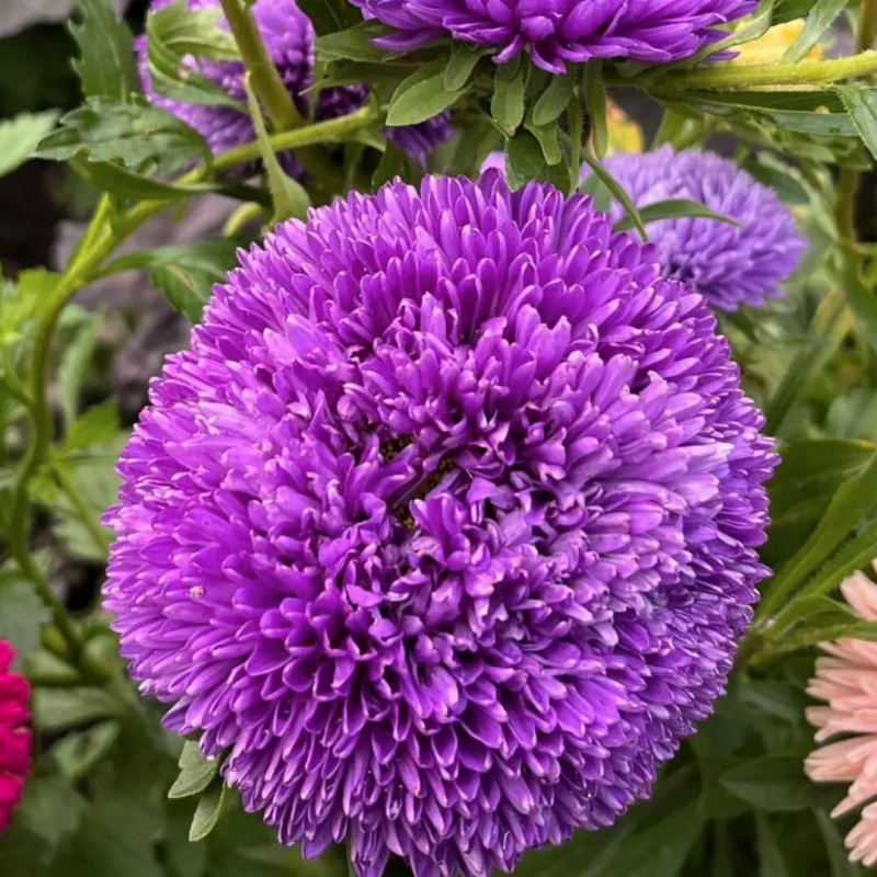 Астра Гала Пурпурная | Gala Purple Benary