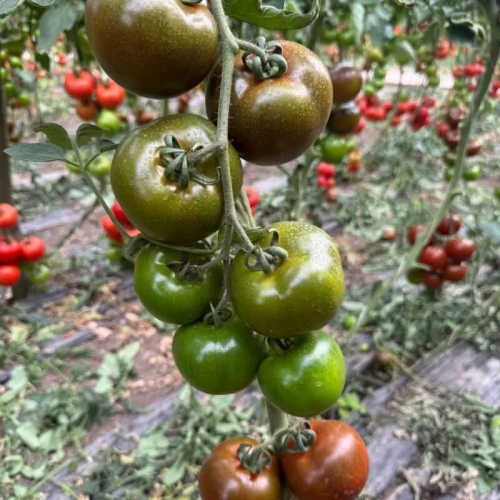 Томат Порцелян F1 | Porcelain F1 Syngenta