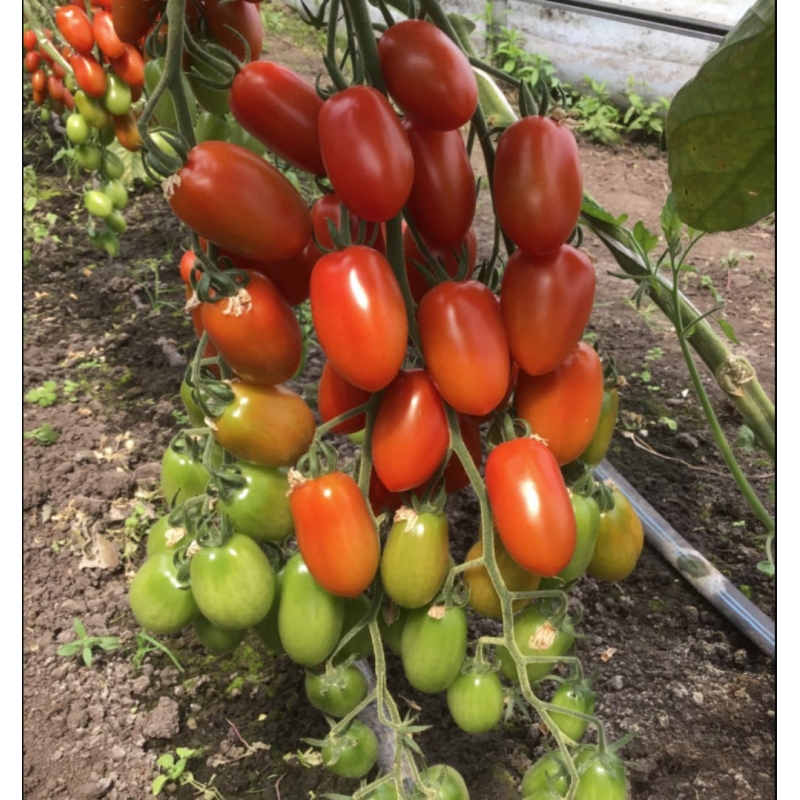 Томат Корбин F1 | Korbin F1 Syngenta