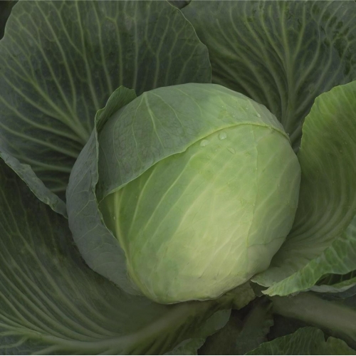 Капуста білоголова Закапа F1 Bejo | Zacapa F1 Bejo