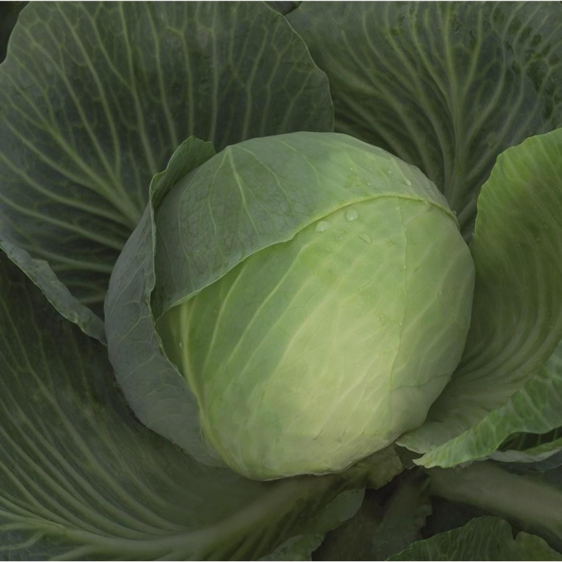 Капуста білоголова Закапа F1 Bejo | Zacapa F1 Bejo