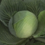 Капуста белокочанная Закапа F1 Bejo | Zacapa F1 Bejo