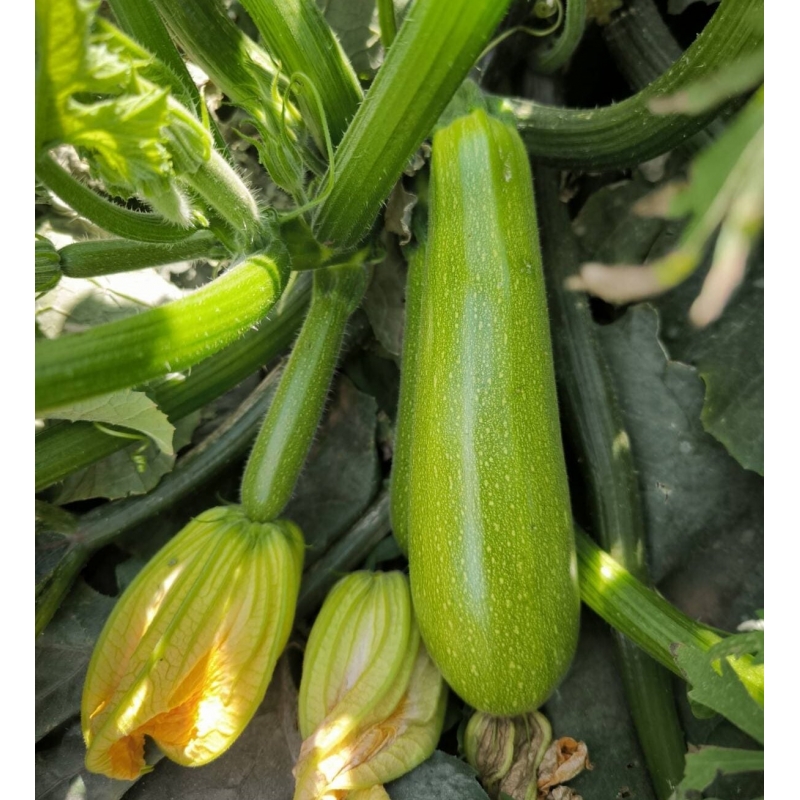 Насіння кабачка Мерлін F1 (INX 10554 F1) Іннова Сідс | Innova Seeds