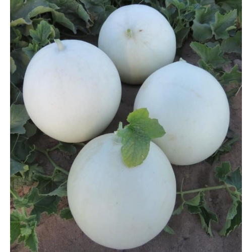 Диня Анук INX 1063 F1 Іннова Сідс | Innova Seeds