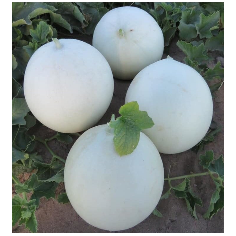 Дыня Анук INX 1063 F1 Иннова Сидс | Innova Seeds