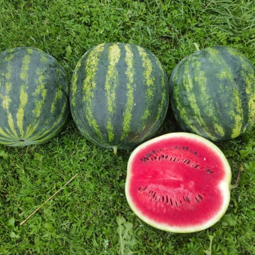 Кавун Зоря F1 Іннова Сідс | Innova Seeds