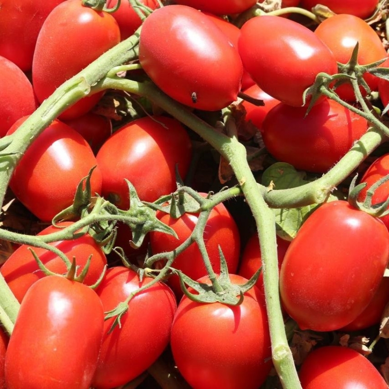 Насіння томату Ханна F1 Іннова Сідс | Innova Seeds