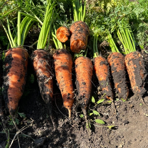 Насіння моркви Керрі F1 Іннова Сідс | Innova Seeds (2.0-2.3 мм)