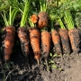 Насіння моркви Керрі F1 Іннова Сідс | Innova Seeds (2.0-2.3 мм)