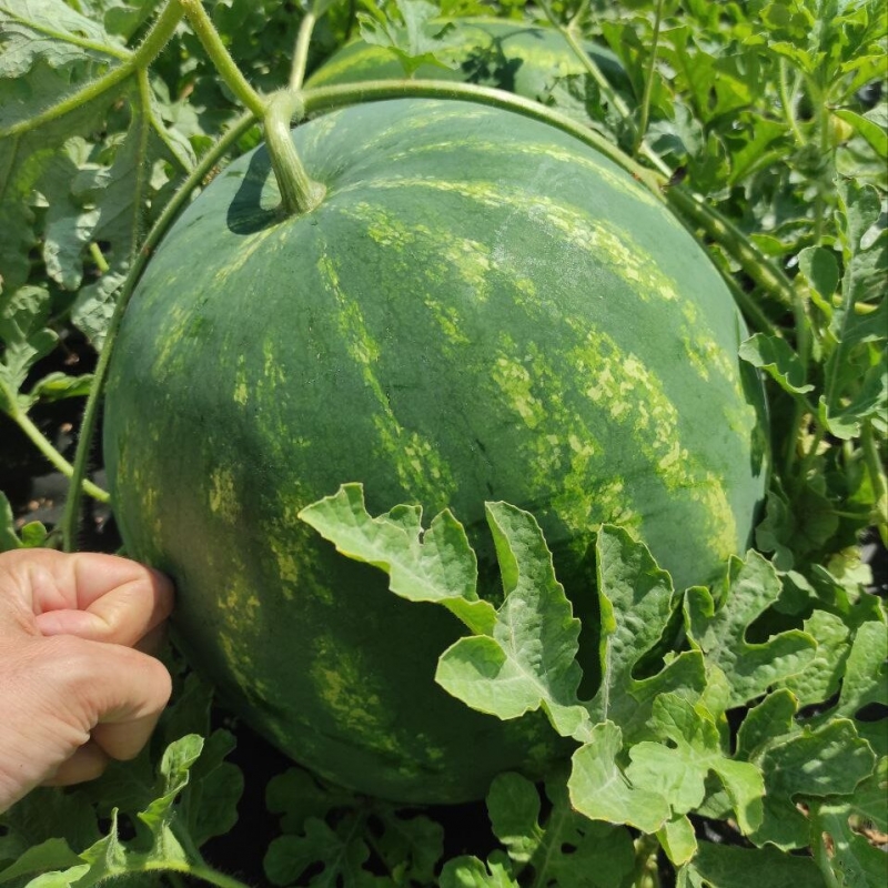 Семена арбуза Харизма F1 Иннова Сидс | Innova Seeds