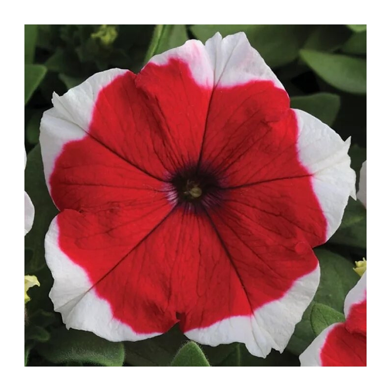 Петунія Дрімс F1 Ред Пікоте (Dreams F1 Red Picotee) Pan American