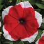 Петунія Дрімс F1 Ред Пікоте (Dreams F1 Red Picotee) Pan American