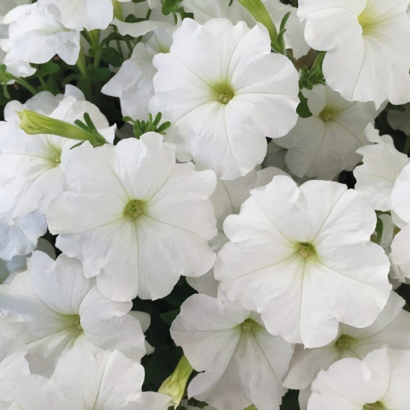 Петунія Дрімс Вайт F1 (Dreams White F1) Pan American