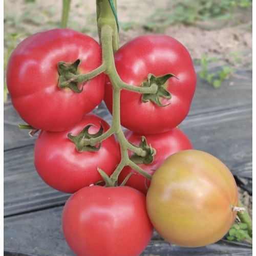 Томат Манарола F1 (Manarola F1) Clause