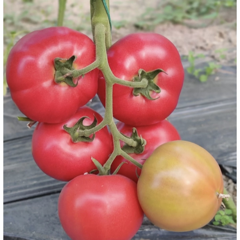 Томат Манарола F1 (Manarola F1) Clause