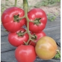 Томат Манарола F1 (Manarola F1) Clause