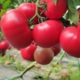 Томат Манарола F1 (Manarola F1) Clause