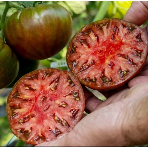 Томат Таррагона F1 (Tarragona F1) Clause