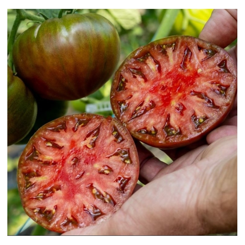 Томат Таррагона F1 (Tarragona F1) Clause