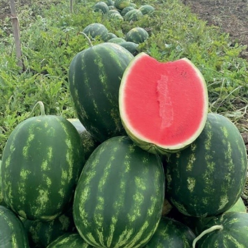 Кавун Паблос F1 (Pablos F1) Clause