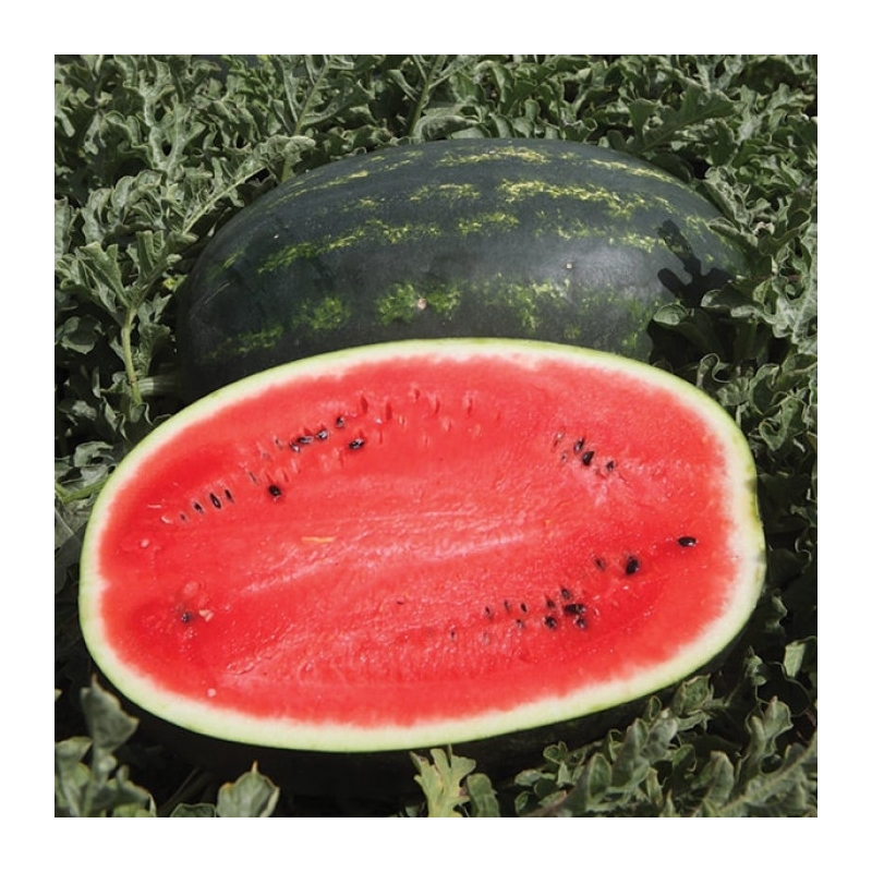 Арбуз МИРСИНИ F1 | MIRSINI F1 Syngenta