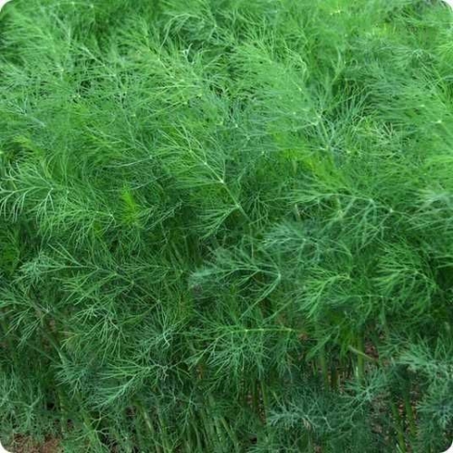 Кріп кущовий Амброзія Профнасіння 50 г