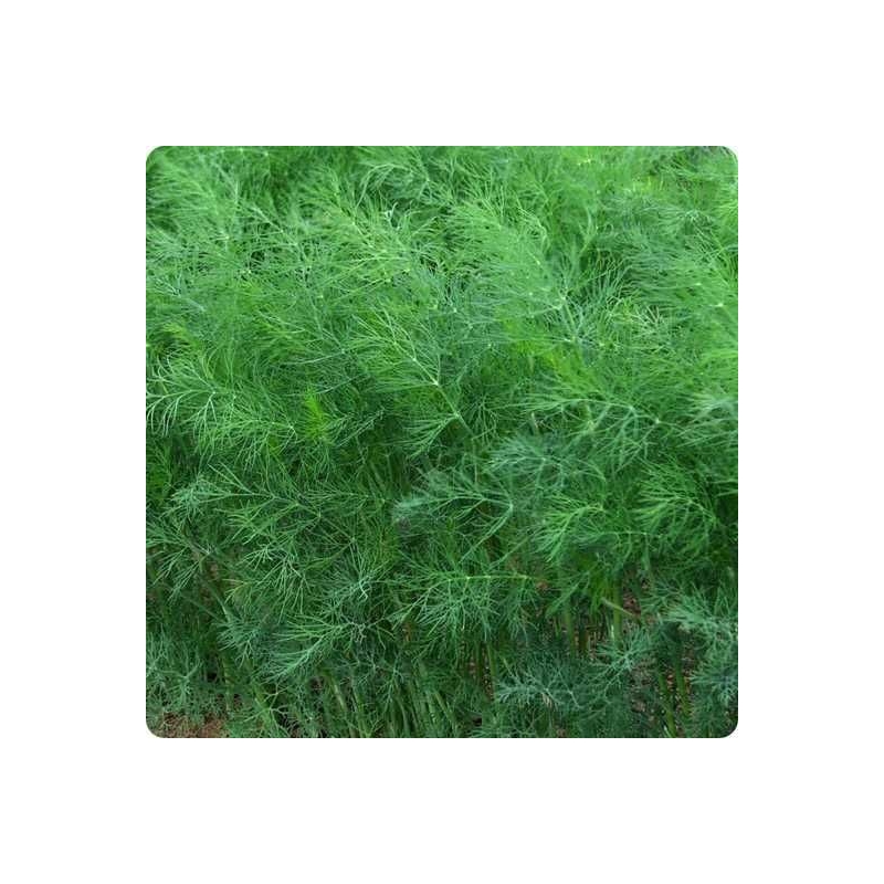 Кріп кущовий Амброзія Профнасіння 50 г